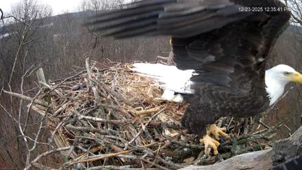 Hanover Eagles Live Cam - Dec 23, 2025, 12:35pm EST
