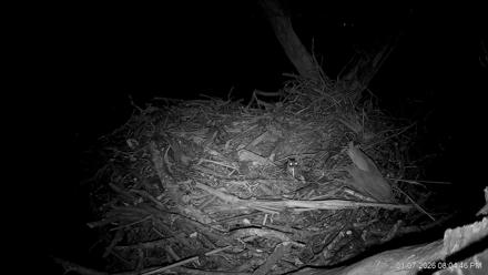 Hanover Eagles Live Cam - Jan 7, 2026, 8:05pm EST