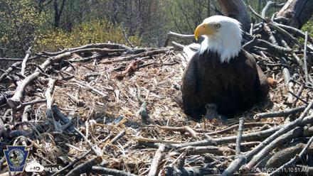 Hanover Eagles Live Cam - Apr 15, 2026, 11:11am EDT