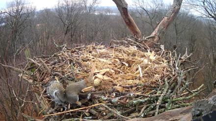 Hanover Eagles Live Cam - Dec 29, 2025, 8:51am EST