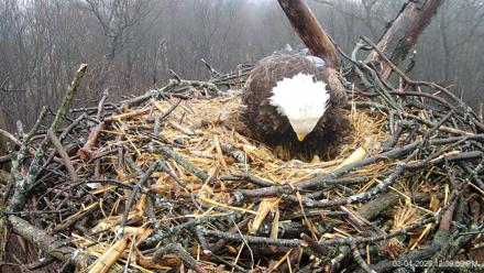 Hanover Eagles Live Cam - Mar 4, 2026, 12:41pm EST