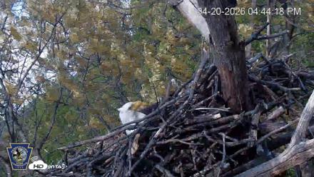 Hanover Eagles Live Cam - Apr 20, 2026, 4:45pm EDT