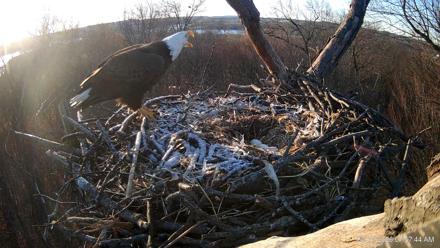 Hanover Eagles Live Cam - Mar 17, 2026, 7:57am EDT