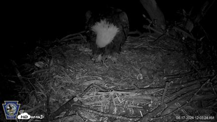 Hanover Eagles Live Cam - Apr 17, 2026, 12:03am EDT