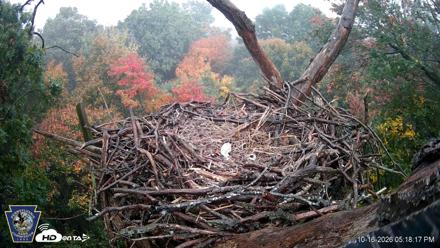 Hanover Eagles Live Cam - Oct 16, 2026, 5:19pm EDT