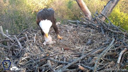 Hanover Eagles Live Cam - Apr 20, 2026, 7:09pm EDT