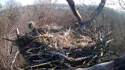 Hanover Eagles Live Cam - Dec 25, 2025, 2:20pm EST