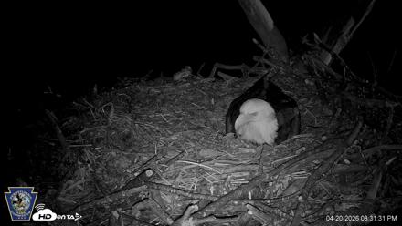 Hanover Eagles Live Cam - Apr 20, 2026, 8:34pm EDT