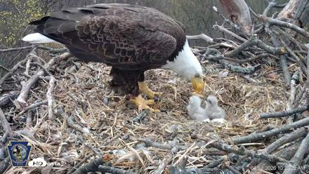 Hanover Eagles Live Cam - Apr 13, 2026, 10:27am EDT