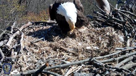 Hanover Eagles Live Cam - Apr 11, 2026, 3:10pm EDT