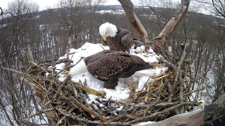 Hanover Eagles Live Cam - Dec 15, 2025, 12:11pm EST