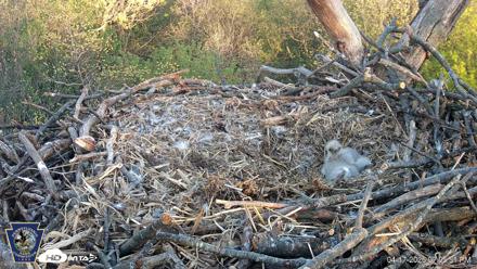 Hanover Eagles Live Cam - Apr 17, 2026, 7:06pm EDT