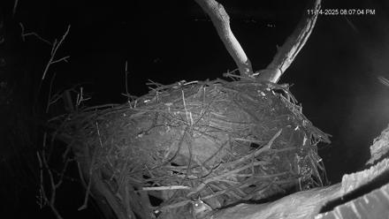 Hanover Eagles Live Cam - Nov 15, 2025, 12:29am EST