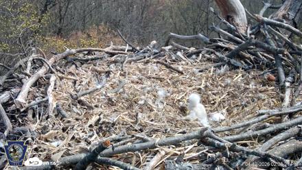 Hanover Eagles Live Cam - Apr 12, 2026, 2:38pm EDT