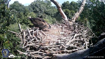 Hanover Eagles Live Cam - Jul 29, 2026, 3:44pm EDT