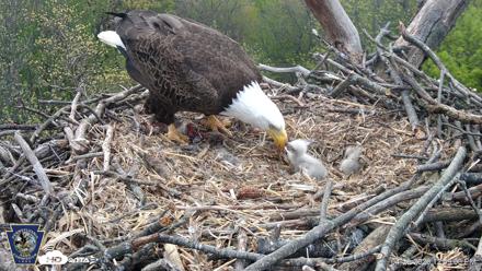 Hanover Eagles Live Cam - Apr 20, 2026, 12:49pm EDT