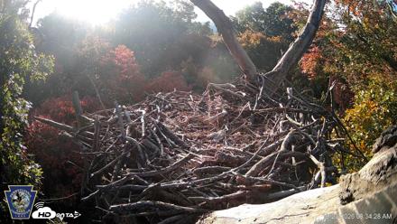 Hanover Eagles Live Cam - Oct 23, 2026, 8:34am EDT