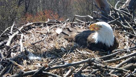 Hanover Eagles Live Cam - Apr 10, 2026, 11:20am EDT
