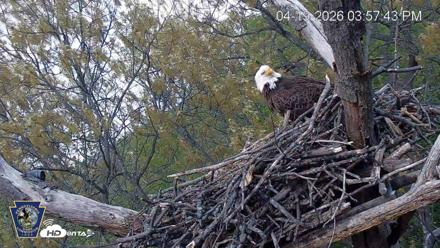 Hanover Eagles Live Cam - Apr 19, 2026, 3:58pm EDT