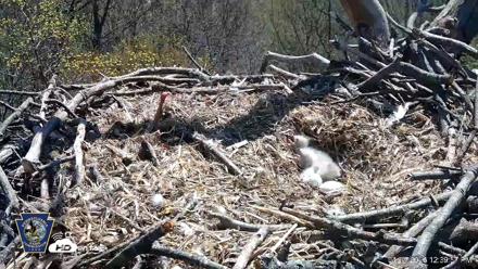 Hanover Eagles Live Cam - Apr 14, 2026, 12:40pm EDT