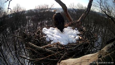 Hanover Eagles Live Cam - Feb 10, 2026, 8:52am EST
