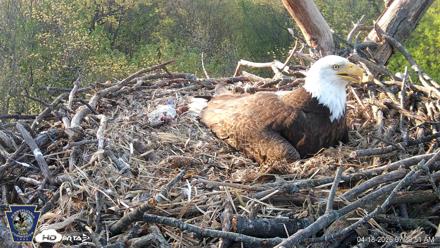 Hanover Eagles Live Cam - Apr 18, 2026, 7:31am EDT