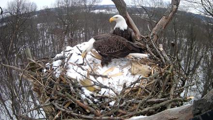 Hanover Eagles Live Cam - Dec 15, 2025, 12:26pm EST