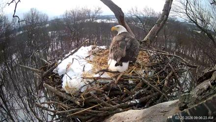 Hanover Eagles Live Cam - Feb 25, 2026, 9:08am EST