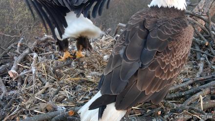 Hanover Eagles Live Cam - Apr 8, 2026, 7:34pm EDT