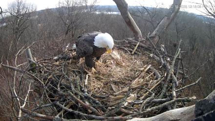 Hanover Eagles Live Cam - Dec 12, 2025, 12:18pm EST