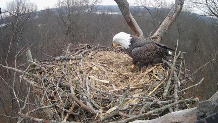 Hanover Eagles Live Cam - Dec 10, 2025, 11:15am EST