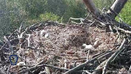 Hanover Eagles Live Cam - Apr 20, 2026, 8:56am EDT