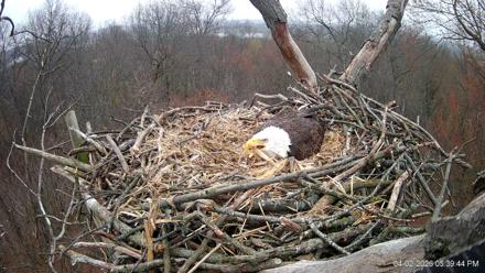 Hanover Eagles Live Cam - Apr 2, 2026, 5:40pm EDT