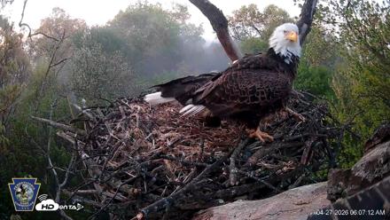 Hanover Eagles Live Cam - Apr 27, 2026, 6:07am EDT