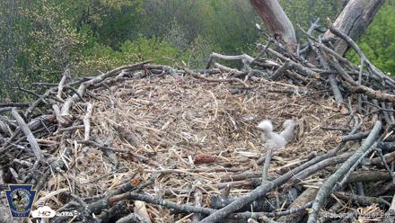 Hanover Eagles Live Cam - Apr 20, 2026, 12:21pm EDT
