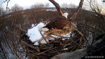 Hanover Eagles Live Cam - Feb 24, 2026, 5:56pm EST