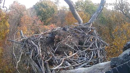 Hanover Eagles Live Cam - Oct 31, 2025, 4:35pm EDT