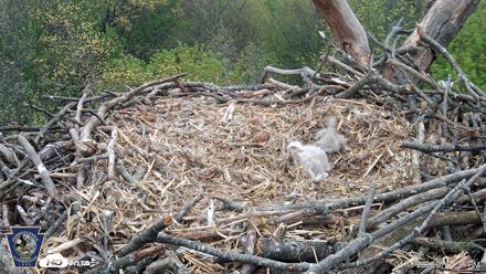 Hanover Eagles Live Cam - Apr 18, 2026, 7:01pm EDT