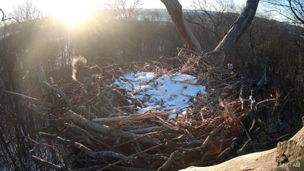 Hanover Eagles Live Cam - Jan 21, 2026, 7:58am EST