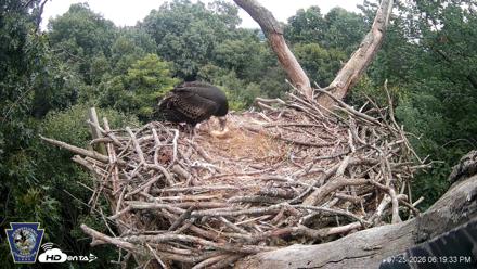 Hanover Eagles Live Cam - Jul 25, 2026, 6:20pm EDT