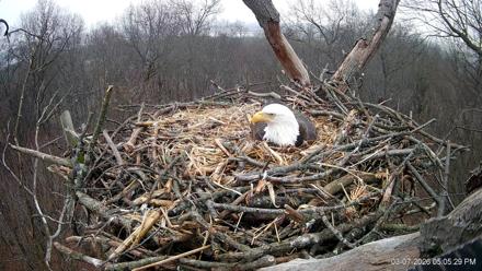 Hanover Eagles Live Cam - Mar 7, 2026, 5:06pm EST