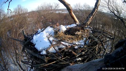 Hanover Eagles Live Cam - Feb 24, 2026, 4:37pm EST