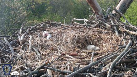 Hanover Eagles Live Cam - Apr 20, 2026, 8:08am EDT