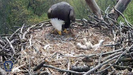 Hanover Eagles Live Cam - Apr 17, 2026, 12:17pm EDT