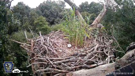 Hanover Eagles Live Cam - Sep 5, 2026, 8:52am EDT