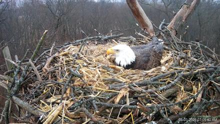 Hanover Eagles Live Cam - Mar 3, 2026, 7:06am EST