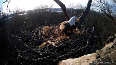 Hanover Eagles Live Cam - Feb 21, 2026, 8:04am EST
