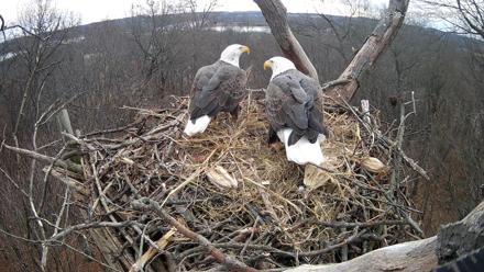Hanover Eagles Live Cam - Dec 9, 2025, 10:57am EST