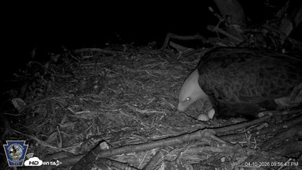 Hanover Eagles Live Cam - Apr 10, 2026, 9:57pm EDT