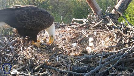 Hanover Eagles Live Cam - Apr 18, 2026, 7:51am EDT